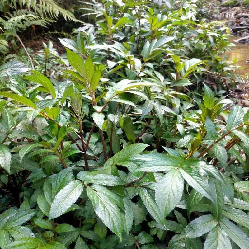 野生接骨木种子材血满草接骨药血管草苛草红山花接骨草灌木籽