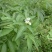 野生接骨木种子材血满草接骨药血管草苛草红山花接骨草灌木籽
