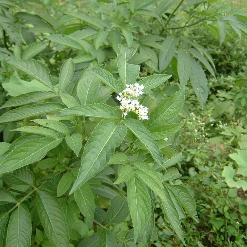 野生接骨木种子材血满草接骨药血管草苛草红山花接骨草灌木籽