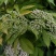 野生接骨木种子材血满草接骨药血管草苛草红山花接骨草灌木籽