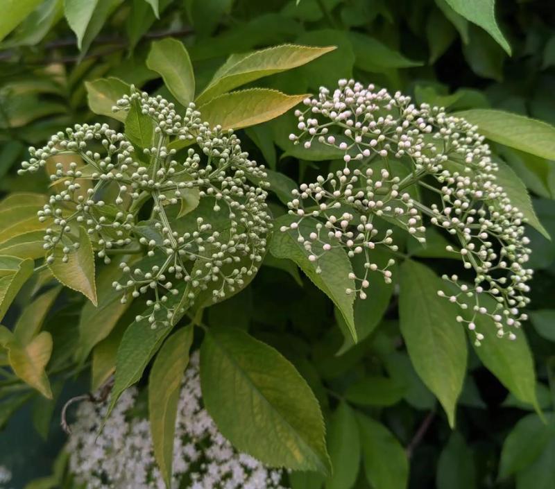 野生接骨木种子材血满草接骨药血管草苛草红山花接骨草灌木籽