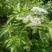 野生接骨木种子材血满草接骨药血管草苛草红山花接骨草灌木籽