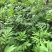野生接骨木种子材血满草接骨药血管草苛草红山花接骨草灌木籽