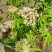 野生接骨木种子材血满草接骨药血管草苛草红山花接骨草灌木籽