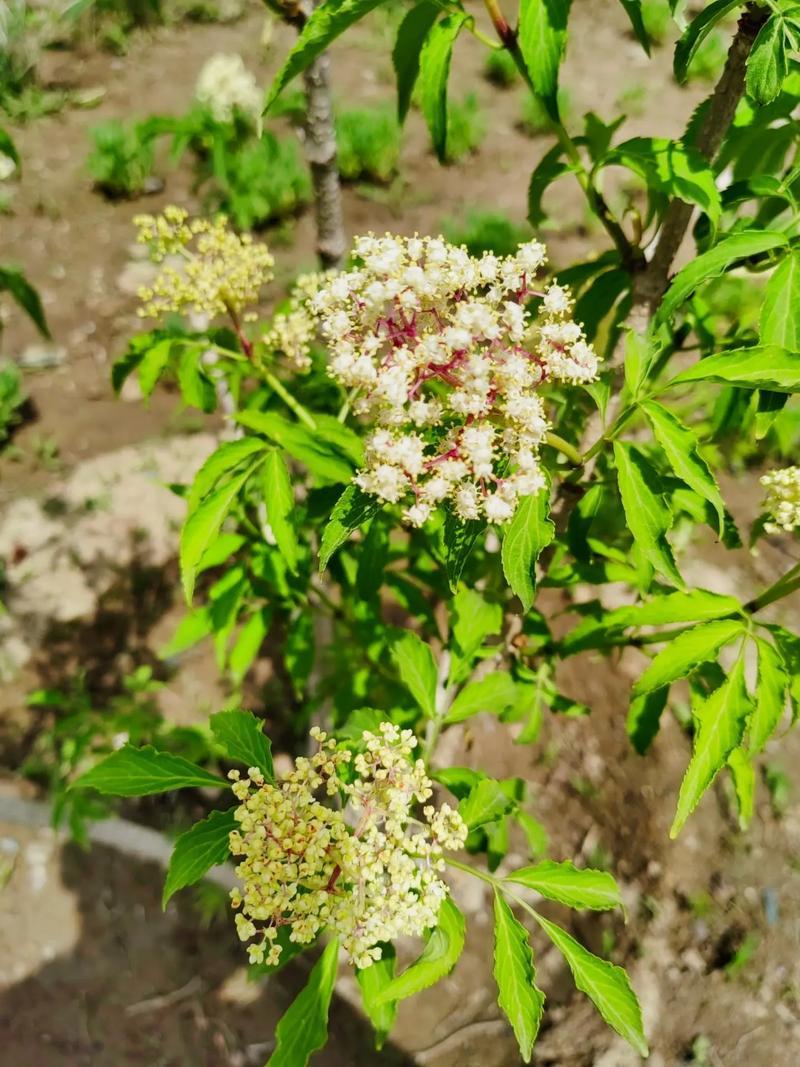 野生接骨木种子材血满草接骨药血管草苛草红山花接骨草灌木籽