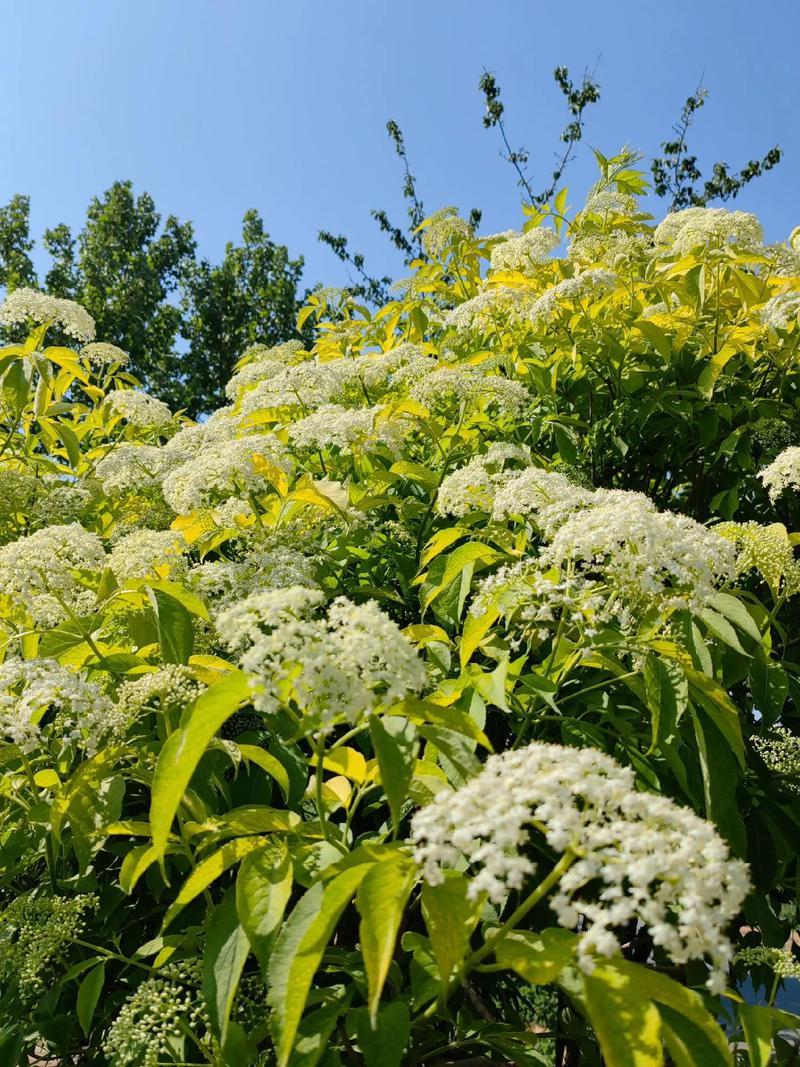 野生接骨木种子材血满草接骨药血管草苛草红山花接骨草灌木籽