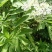 野生接骨木种子材血满草接骨药血管草苛草红山花接骨草灌木籽