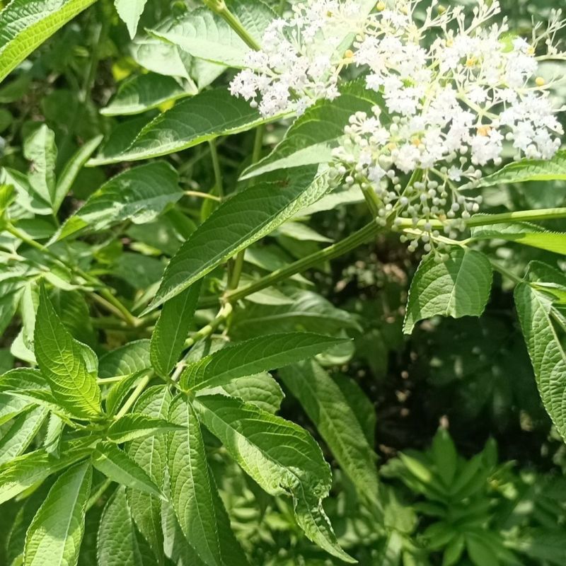 野生接骨木种子材血满草接骨药血管草苛草红山花接骨草灌木籽
