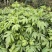 野生接骨木种子材血满草接骨药血管草苛草红山花接骨草灌木籽