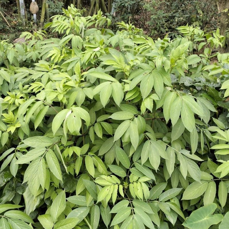 野生接骨木种子材血满草接骨药血管草苛草红山花接骨草灌木籽