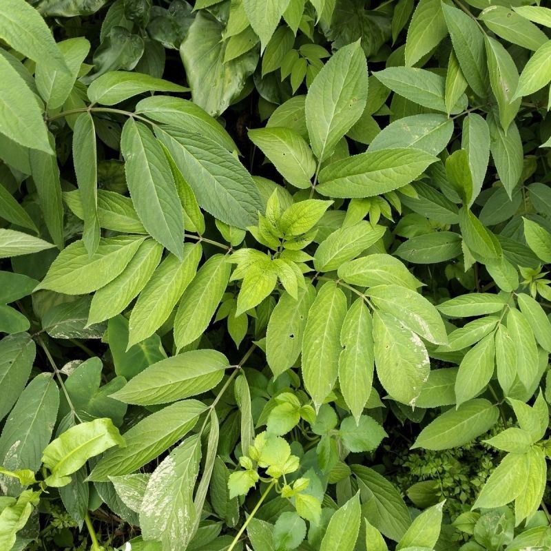 野生接骨木种子材血满草接骨药血管草苛草红山花接骨草灌木籽