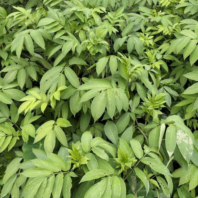 野生接骨木种子材血满草接骨药血管草苛草红山花接骨草灌木籽