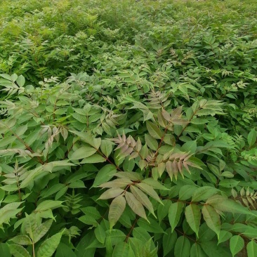 黄柏种子中草药植物黄檗种子东北关黄柏树南北方庭院绿植