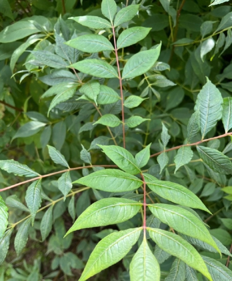 黄柏种子中草药植物黄檗种子东北关黄柏树南北方庭院绿植