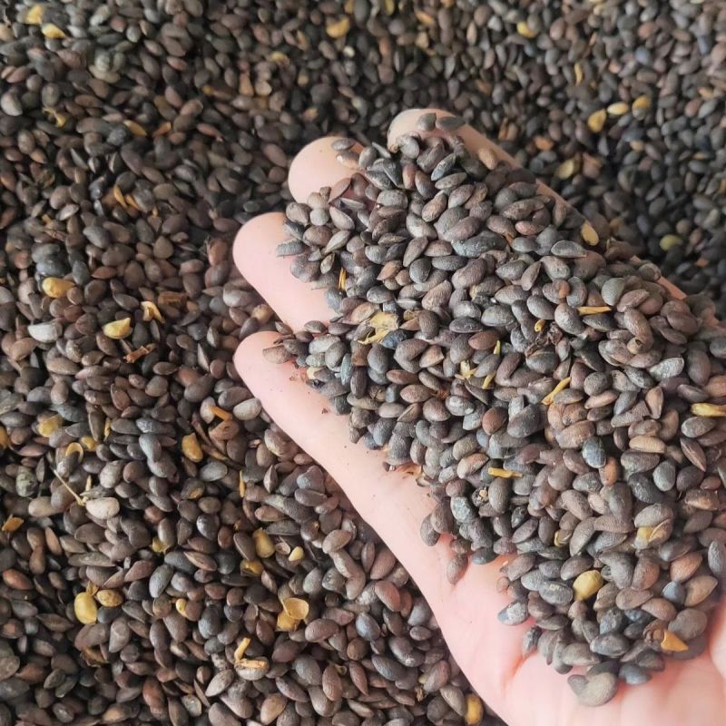 黄柏种子中草药植物黄檗种子东北关黄柏树南北方庭院绿植