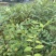 黄柏种子中草药植物黄檗种子东北关黄柏树南北方庭院绿植