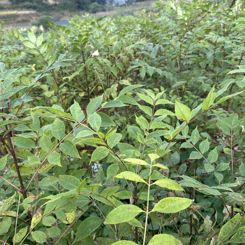 黄柏种子中草药植物黄檗种子东北关黄柏树南北方庭院绿植