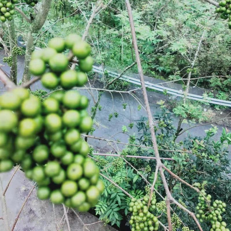 黄柏种子中草药植物黄檗种子东北关黄柏树南北方庭院绿植