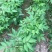 黄柏种子中草药植物黄檗种子东北关黄柏树南北方庭院绿植