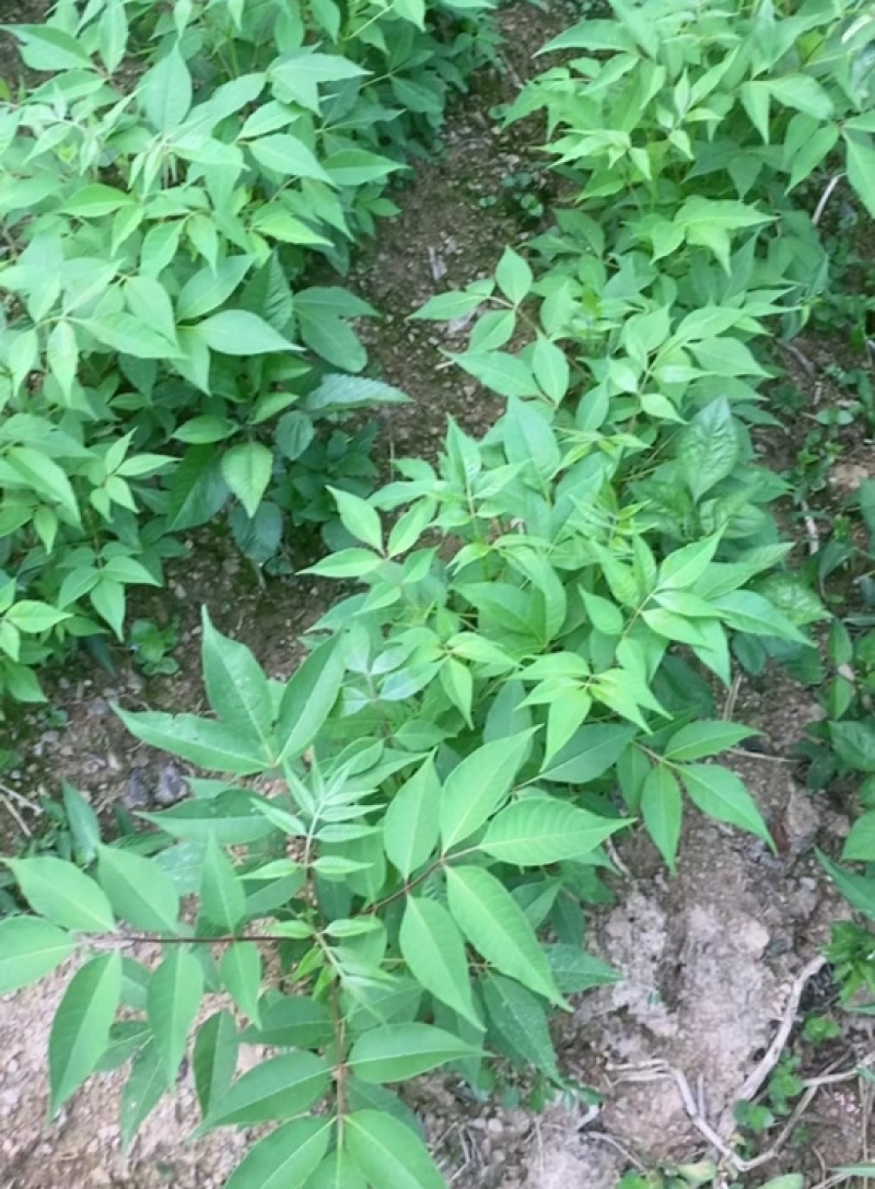 黄柏种子中草药植物黄檗种子东北关黄柏树南北方庭院绿植