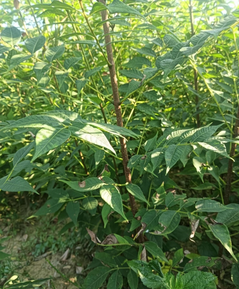 黄柏种子中草药植物黄檗种子东北关黄柏树南北方庭院绿植