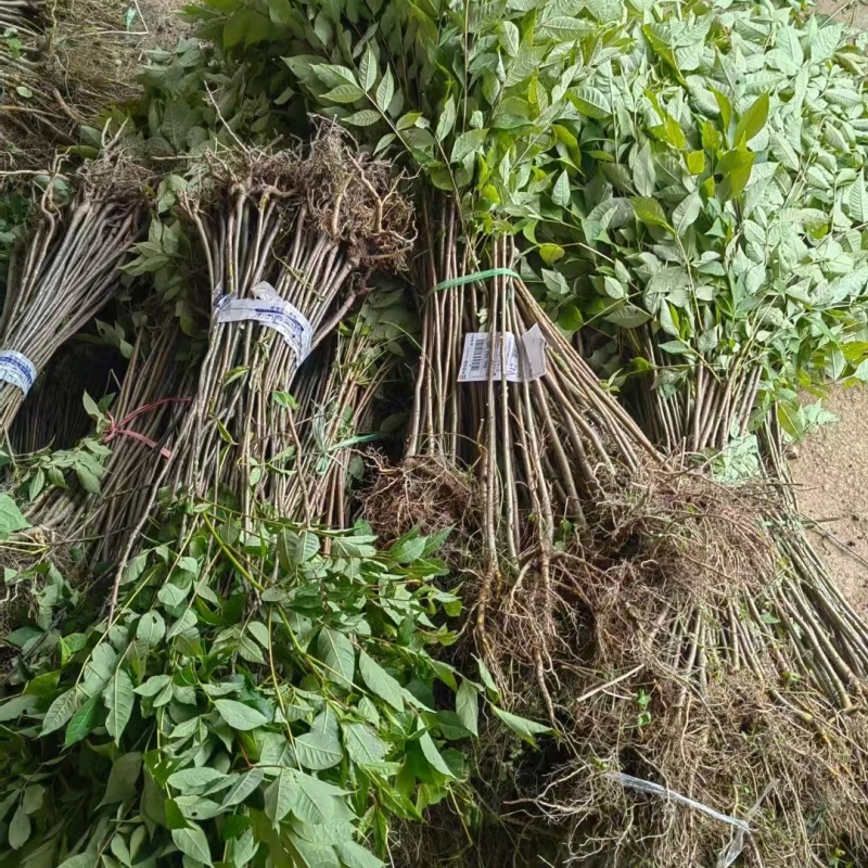 黄柏种子中草药植物黄檗种子东北关黄柏树南北方庭院绿植