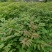 黄柏种子中草药植物黄檗种子东北关黄柏树南北方庭院绿植