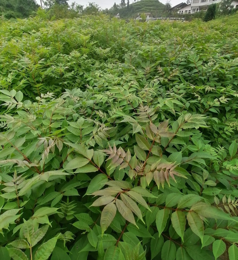 黄柏种子中草药植物黄檗种子东北关黄柏树南北方庭院绿植