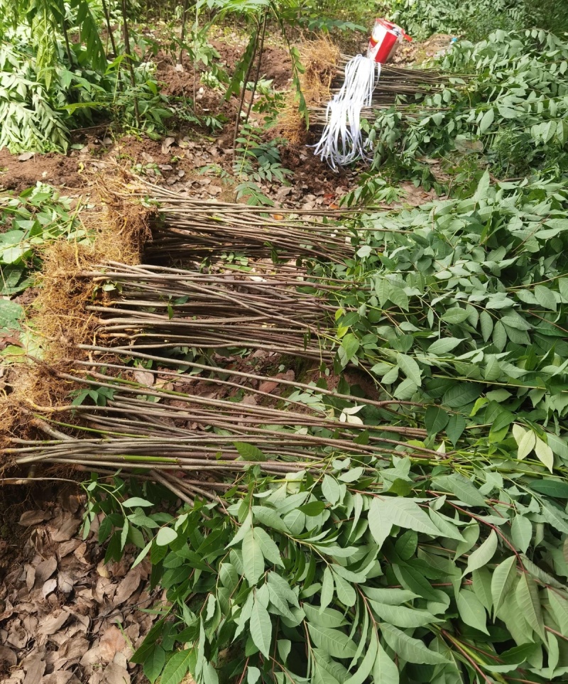黄柏种子中草药植物黄檗种子东北关黄柏树南北方庭院绿植