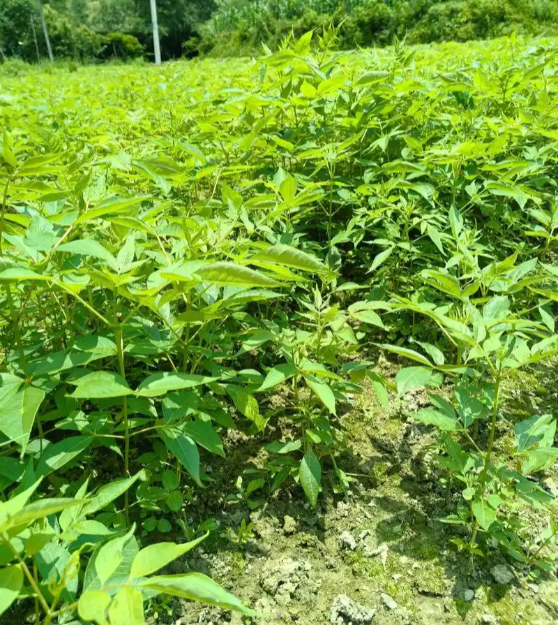 黄柏种子中草药植物黄檗种子东北关黄柏树南北方庭院绿植