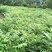 黄柏种子中草药植物黄檗种子东北关黄柏树南北方庭院绿植