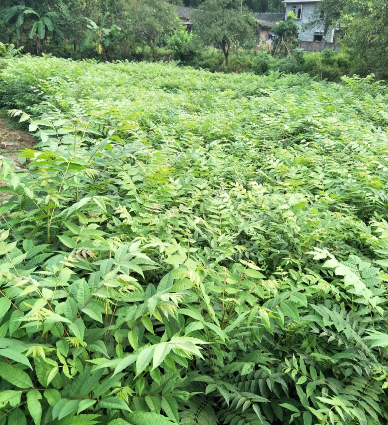 黄柏种子中草药植物黄檗种子东北关黄柏树南北方庭院绿植