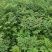黄柏种子中草药植物黄檗种子东北关黄柏树南北方庭院绿植