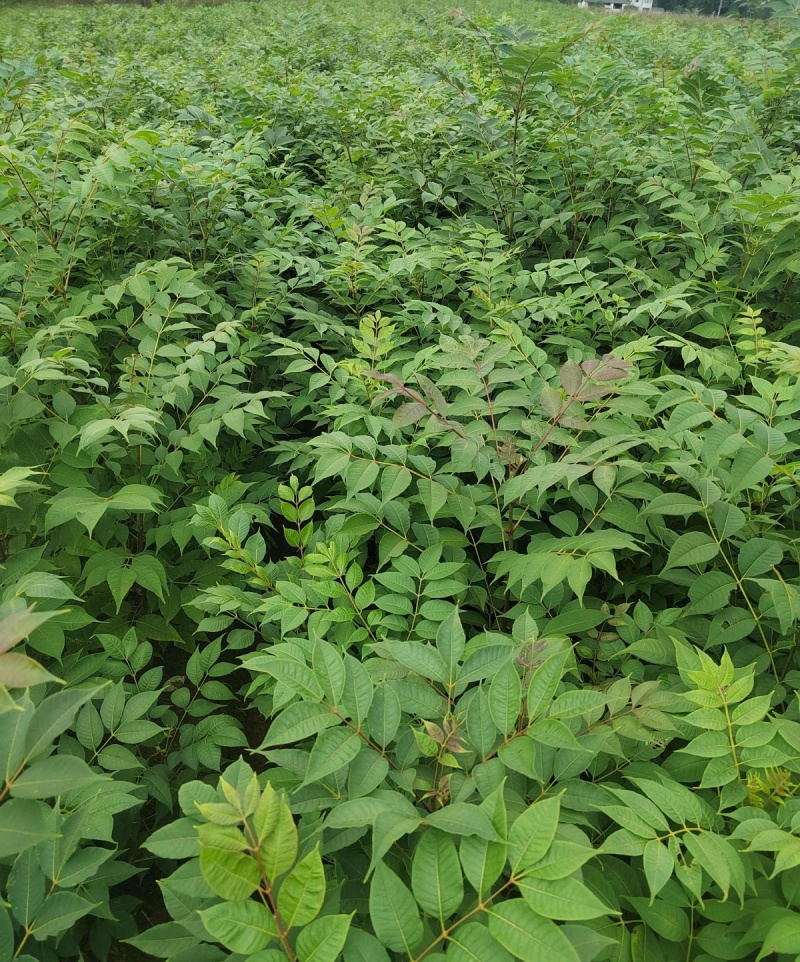 黄柏种子中草药植物黄檗种子东北关黄柏树南北方庭院绿植