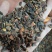 各种八角干枝大料色选纯片，无枝梗打粉，工厂电商，量大谈价