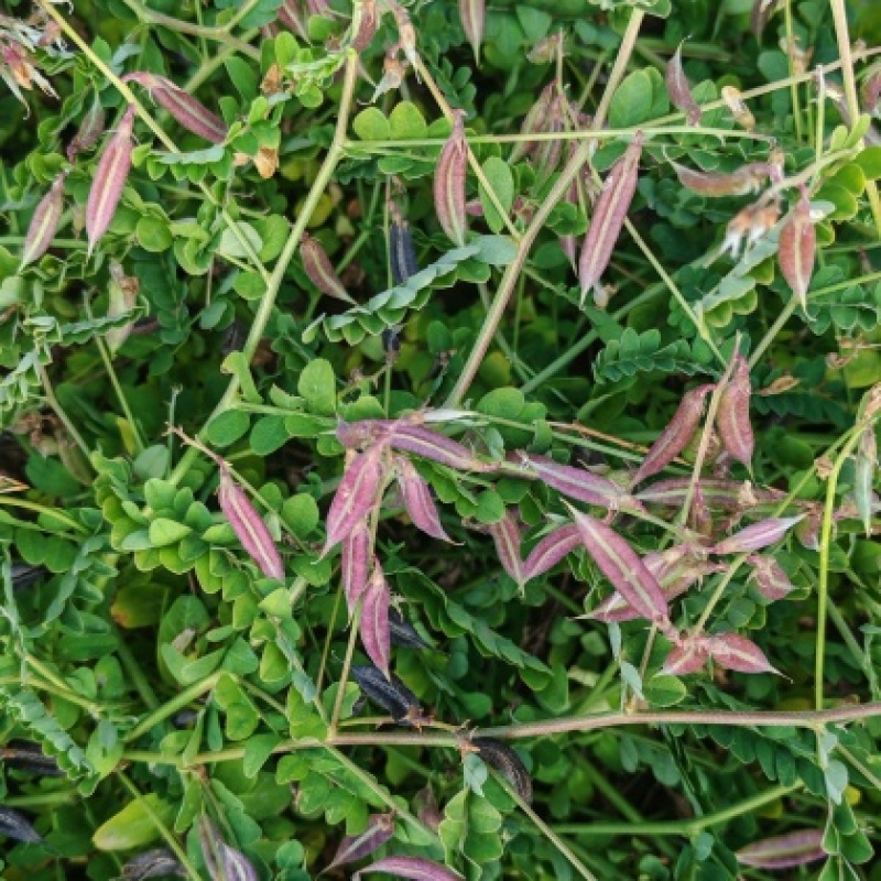 野生沙苑子种子茶潼蒺藜夏黄草沙宛子夏黄草中药材多年生草本