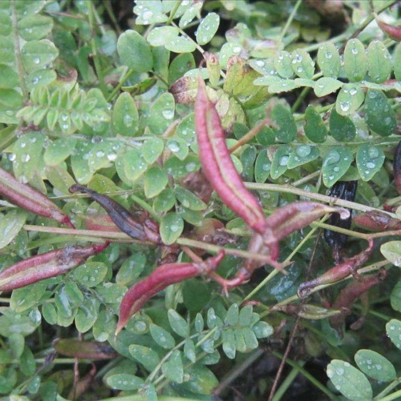 野生沙苑子种子茶潼蒺藜夏黄草沙宛子夏黄草中药材多年生草本