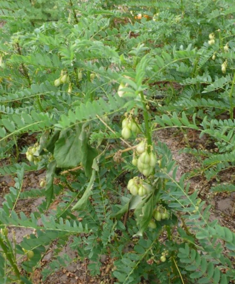 野生沙苑子种子茶潼蒺藜夏黄草沙宛子夏黄草中药材多年生草本