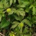 野生起泡草种子茴茴蒜辣子草禹毛莨毛堇紫茎毛莨茛材草本植物