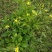 野生起泡草种子茴茴蒜辣子草禹毛莨毛堇紫茎毛莨茛材草本植物