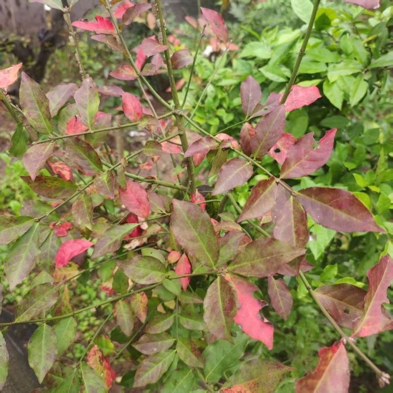 鬼箭羽种子中草药植物鬼箭六月凌卫矛蓖箕柴木多年生草本植物