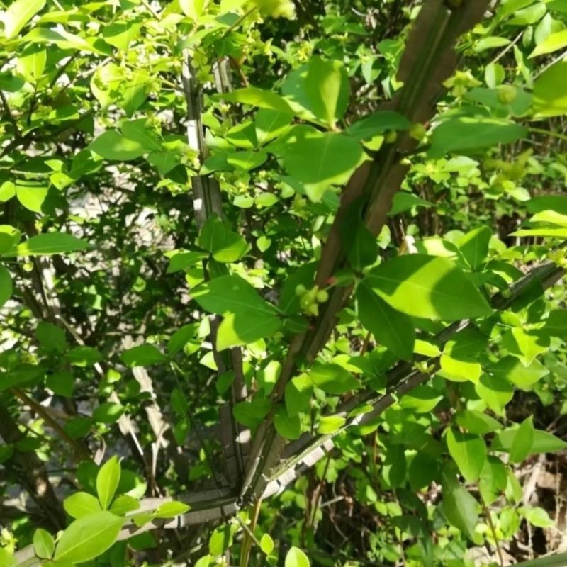 鬼箭羽种子中草药植物鬼箭六月凌卫矛蓖箕柴木多年生草本植物