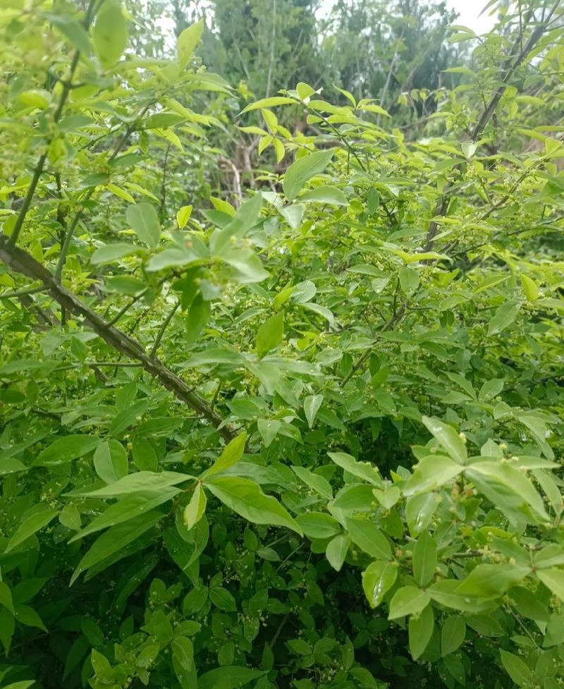 鬼箭羽种子中草药植物鬼箭六月凌卫矛蓖箕柴木多年生草本植物