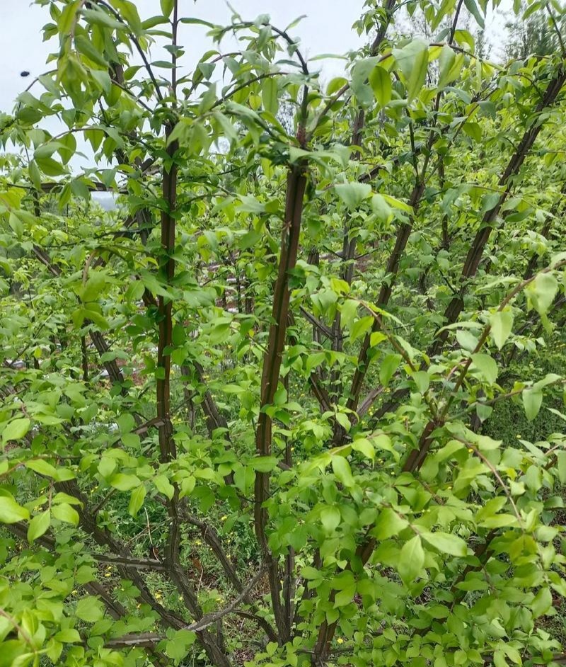 鬼箭羽种子中草药植物鬼箭六月凌卫矛蓖箕柴木多年生草本植物