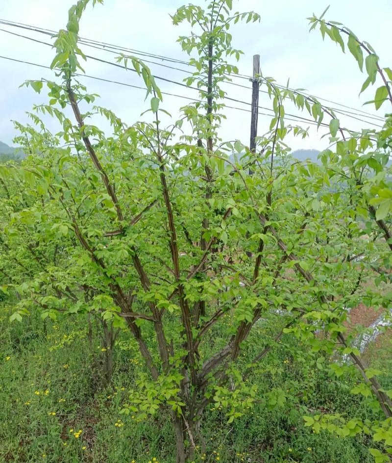 鬼箭羽种子中草药植物鬼箭六月凌卫矛蓖箕柴木多年生草本植物