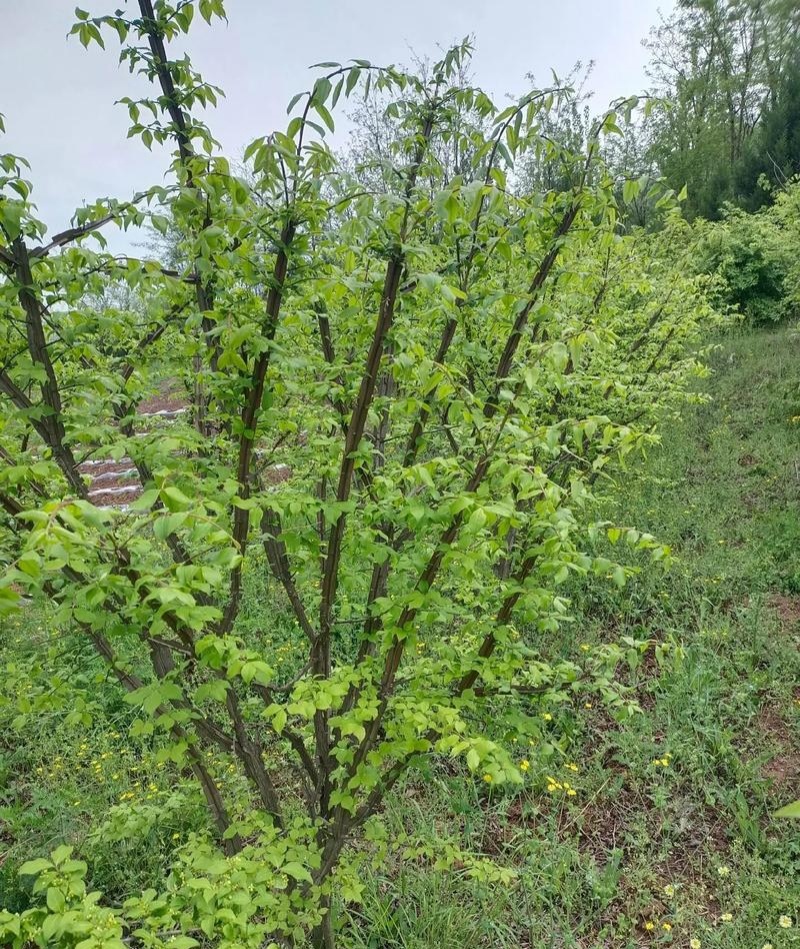 鬼箭羽种子中草药植物鬼箭六月凌卫矛蓖箕柴木多年生草本植物