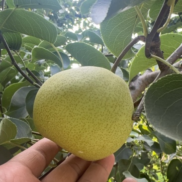 宁陵梨