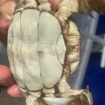 天津宁河七里海本地河蟹