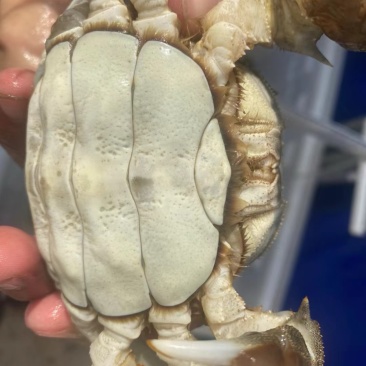 天津宁河七里海本地河蟹