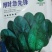 杜绝假货菠菜种子早熟杂交种子耐寒性强半圆形